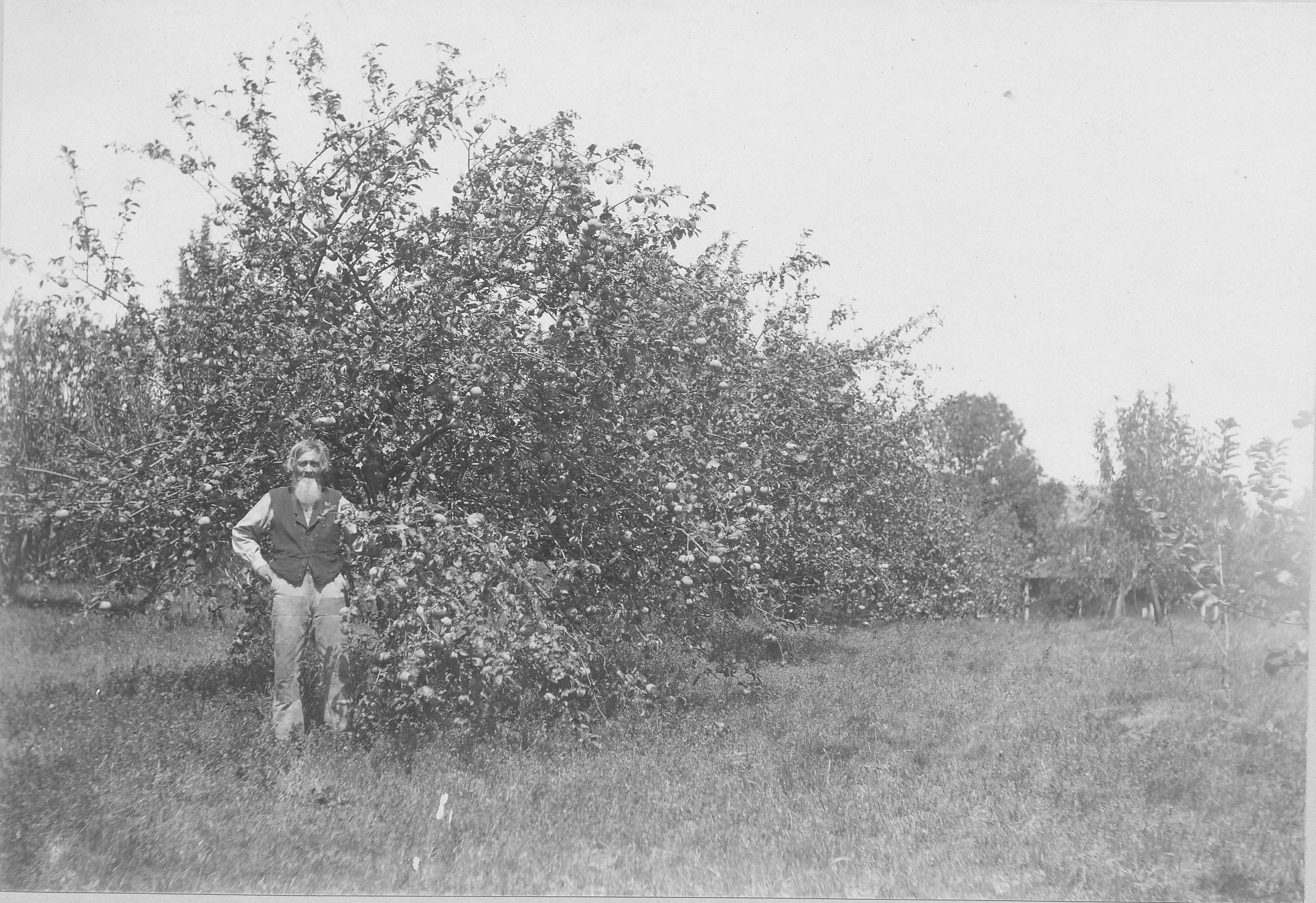 Peterson in his orchard